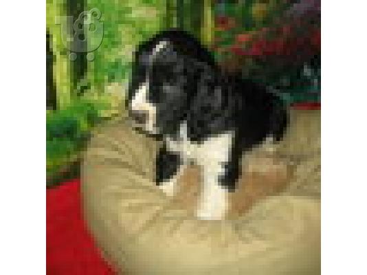 PoulaTo: Αγγλικά Springer Spaniel